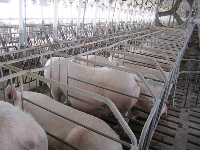 File:Gestation crates 2.jpg