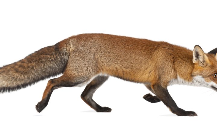 Decorative post preview